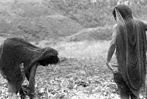 Samuel Putnam negatives, New Guinea; 2 women working in the fields