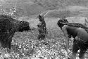 Samuel Putnam negatives, New Guinea; 3 women in the fields