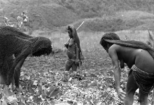 Samuel Putnam negatives, New Guinea; 3 women in the fields