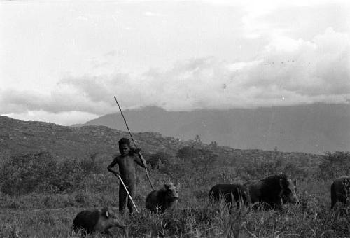 Samuel Putnam negatives, New Guinea; a boy herding pigs; Surbara in bkgd