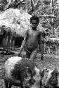 Samuel Putnam negatives, New Guinea; in the sili; boy rounding up the pigs