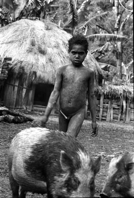 Samuel Putnam negatives, New Guinea; in the sili; boy rounding up the pigs