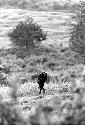 Samuel Putnam negatives, New Guinea; a woman climbing a hill going home