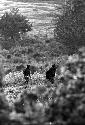 Samuel Putnam negatives, New Guinea; a woman climbing a hill going home