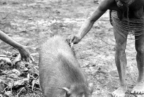 Samuel Putnam negatives, New Guinea; a woman plasters mud on a sore on a pig's back in the sili