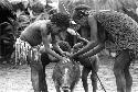 Samuel Putnam negatives, New Guinea; a woman plasters mud on a sore on a pig's back in the sili