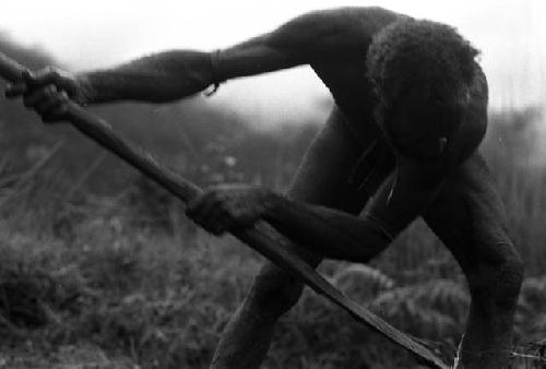 Samuel Putnam negatives, New Guinea; Alugu working in his garden