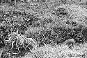 Samuel Putnam negatives, New Guinea; woman working in a garden near Wuperainma