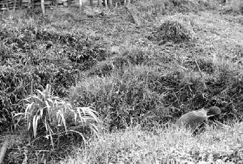 Samuel Putnam negatives, New Guinea; woman working in a garden near Wuperainma