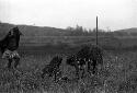 Samuel Putnam negatives, New Guinea; 3 women out in the field