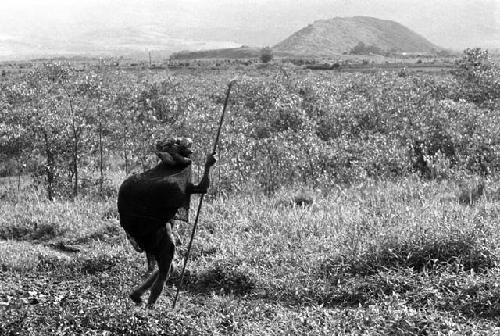 Samuel Putnam negatives, New Guinea; a woman walking down towards the pavi grove from Wuperainma loaded with hiperi