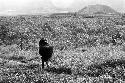 Samuel Putnam negatives, New Guinea; a woman walking down towards the pavi grove from Wuperainma loaded with hiperi