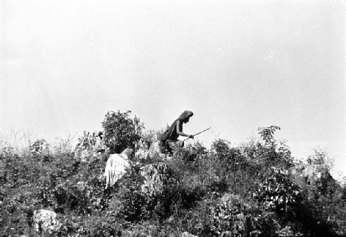 Samuel Putnam negatives, New Guinea; woman herding pigs