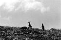 Samuel Putnam negatives, New Guinea; women herding pigs