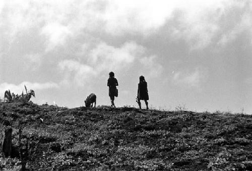 Samuel Putnam negatives, New Guinea; women herding pigs