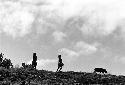 Samuel Putnam negatives, New Guinea; women herding pigs