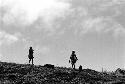 Samuel Putnam negatives, New Guinea; women herding pigs