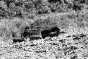 Samuel Putnam negatives, New Guinea; 4 pigs walking in the fields behind Homaklep