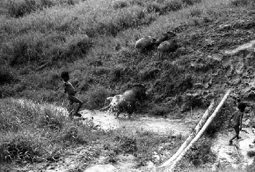 Samuel Putnam negatives, New Guinea; near Abulupak; 2 boys chasing pigs across a garden ditch on their way out to the fields