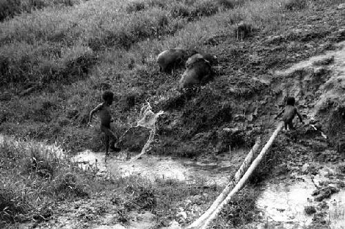 Samuel Putnam negatives, New Guinea; a little boy splashes water with his foot out of the ditch chasing the pigs