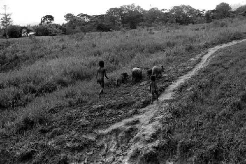 Samuel Putnam negatives, New Guinea; in front of Homoak; walking north on the salt trail; 2 boys with about 4 pigs in front of them