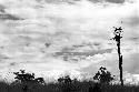 Samuel Putnam negatives, New Guinea; person in Puakoloba kaio coming down