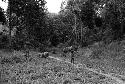 Samuel Putnam negatives, New Guinea; a man, a little boy; with pigs in front of them; meet another man coming the opposite direction out of the grove of trees near Aulek