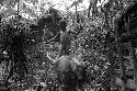 Samuel Putnam negatives, New Guinea; little boy herding his pigs out of the sili at Asuklogonma