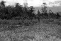 Samuel Putnam negatives, New Guinea; women going on their way to Etai; have stopped to put on clay