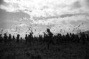 Samuel Putnam negatives, New Guinea; warriors dancing on their way to the Liberek