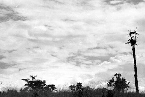 Samuel Putnam negatives, New Guinea; Puakoloba kaio