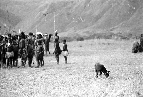 Samuel Putnam negatives, New Guinea; dog in frgd; dancing women in bkgd