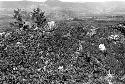 Samuel Putnam negatives, New Guinea;on the ridge behind Abukulmo looking almost due west; pigs come along the trail and in the bkgd is Siobara; mdgd women around a small fire