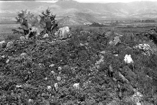 Samuel Putnam negatives, New Guinea;on the ridge behind Abukulmo looking almost due west; pigs come along the trail and in the bkgd is Siobara; mdgd women around a small fire