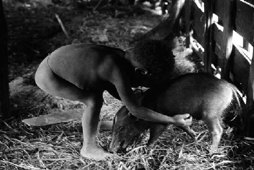 Samuel Putnam negatives, New Guinea; little boy bending down to embrace a pig tied to hunu