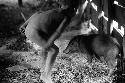 Samuel Putnam negatives, New Guinea; little boy and pig sort of spar with each other