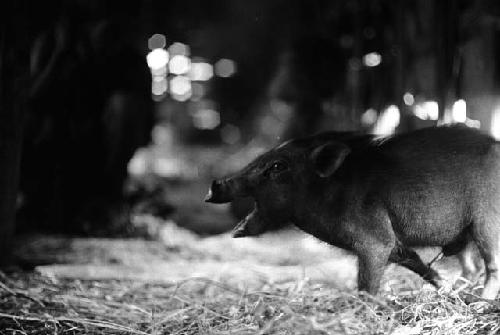 Samuel Putnam negatives, New Guinea; pig bellows inside hunu