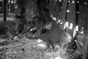 Samuel Putnam negatives, New Guinea; woman and child and pig