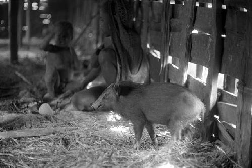 Samuel Putnam negatives, New Guinea; woman and child and pig