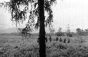 Samuel Putnam negatives, New Guinea; women start north on the trail outside of Homoak