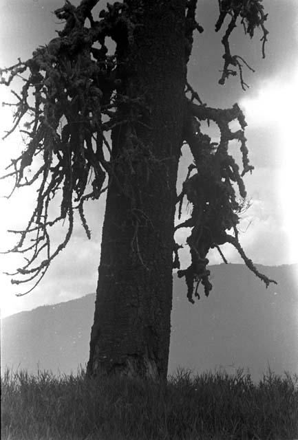 Karl Heider negatives, New Guinea;  Lokoparek; Mapiliama sien