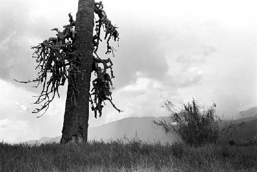 Karl Heider negatives, New Guinea;  Lokoparek; Mapiliama sien