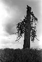 Karl Heider negatives, New Guinea;  Lokoparek; Mapiliama sien