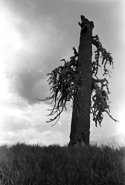 Karl Heider negatives, New Guinea;  Lokoparek; Mapiliama sien