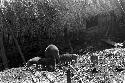 Karl Heider negatives, New Guinea;  Lokoparek; pigs