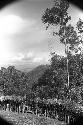 Karl Heider negatives, New Guinea;  Lokoparek; fence