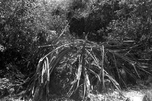 Karl Heider negatives, New Guinea;  Lokoparek; a silo on path