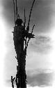 Karl Heider negatives, New Guinea; Man Climbing Kaio