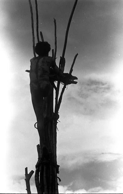 Karl Heider negatives, New Guinea; Man Climbing Kaio