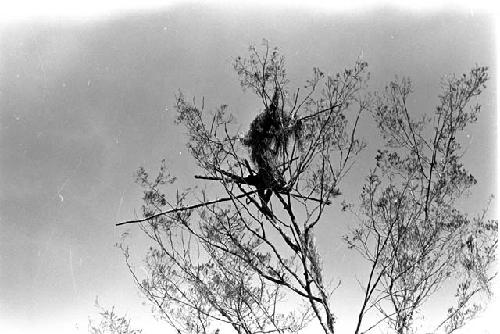 Karl Heider negatives, New Guinea; Tree Kaio